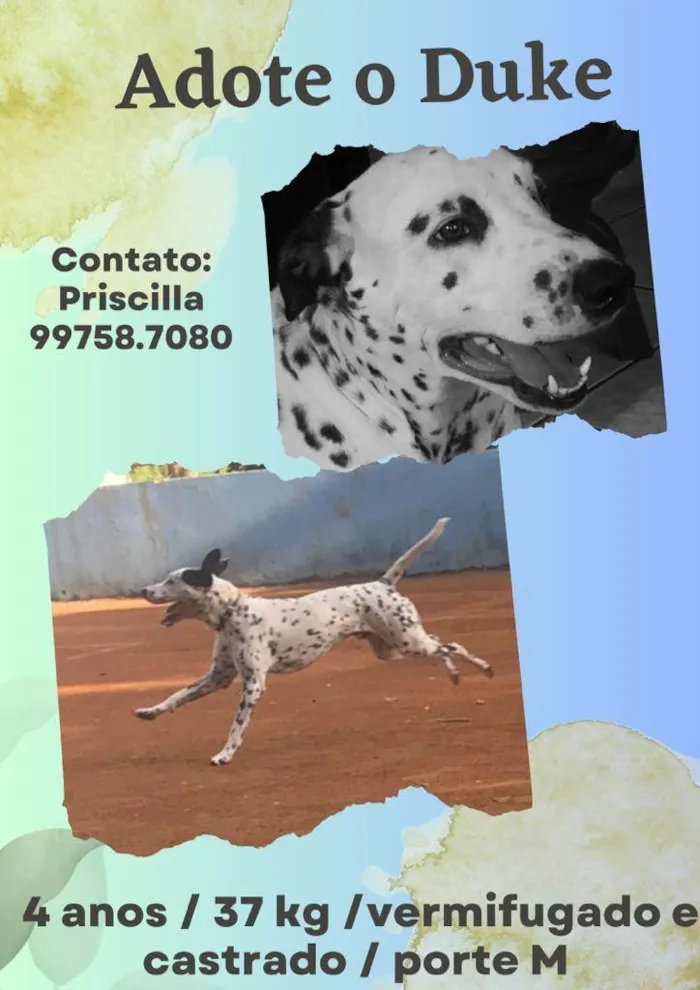 Cachorro raça SRD idade 4 anos nome Duke 