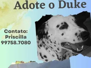 Cachorro raça SRD idade 4 anos nome Duke 