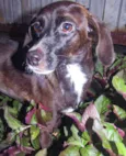 Rubi (castrada e porte pequeno)