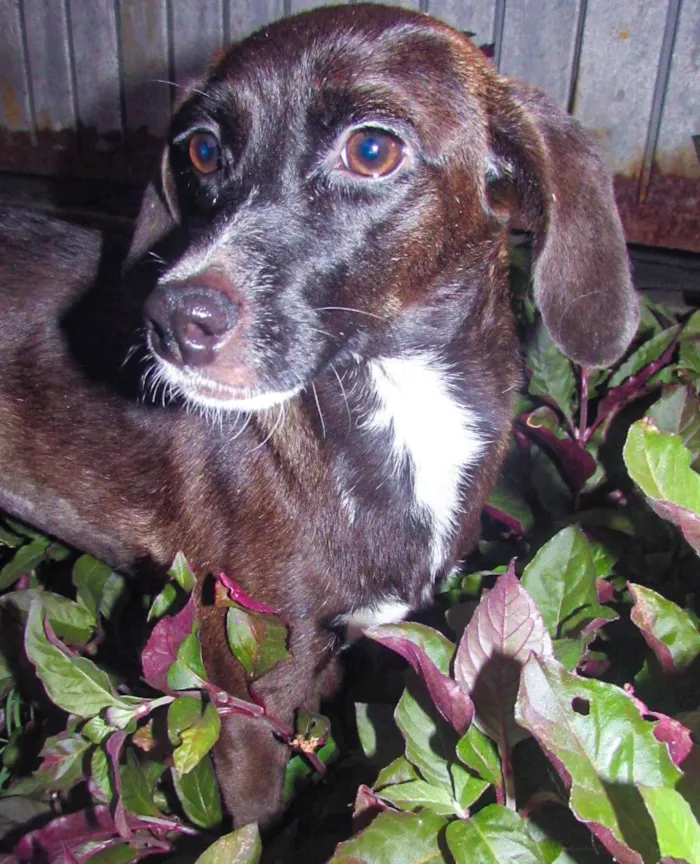 Cachorro ra a Srd idade 1 ano nome Rubi (castrada e porte pequeno)