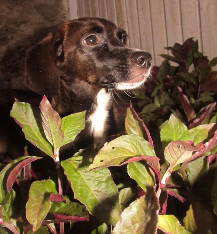Cachorro ra a Srd idade 1 ano nome Rubi (castrada e porte pequeno)