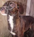 Rubi (castrada e porte pequeno)