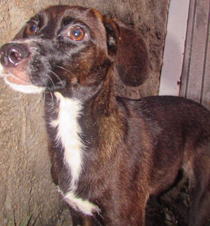 Cachorro ra a Srd idade 1 ano nome Rubi (castrada e porte pequeno)