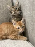 Quindim&Jujuba