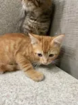 Quindim&Jujuba