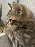 Quindim&Jujuba