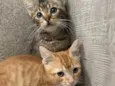 Quindim&Jujuba