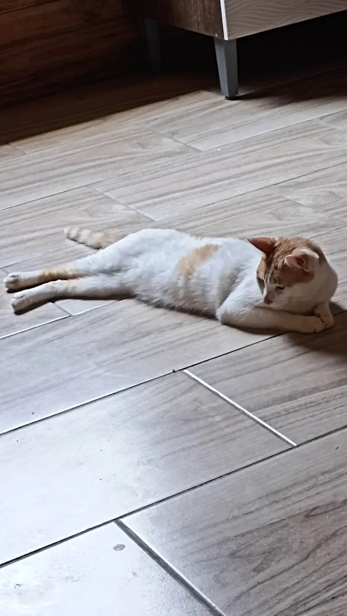 Gato ra a Bicolor idade 1 ano nome Alemão