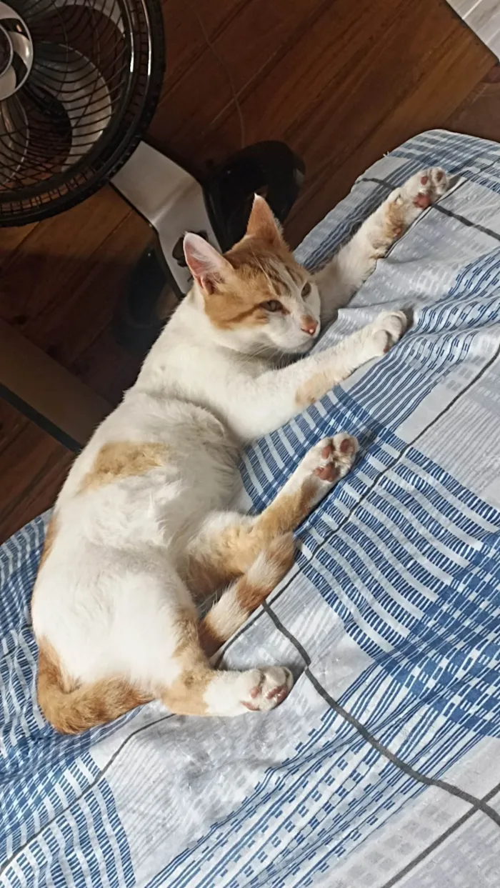 Gato ra a Bicolor idade 1 ano nome Alemão