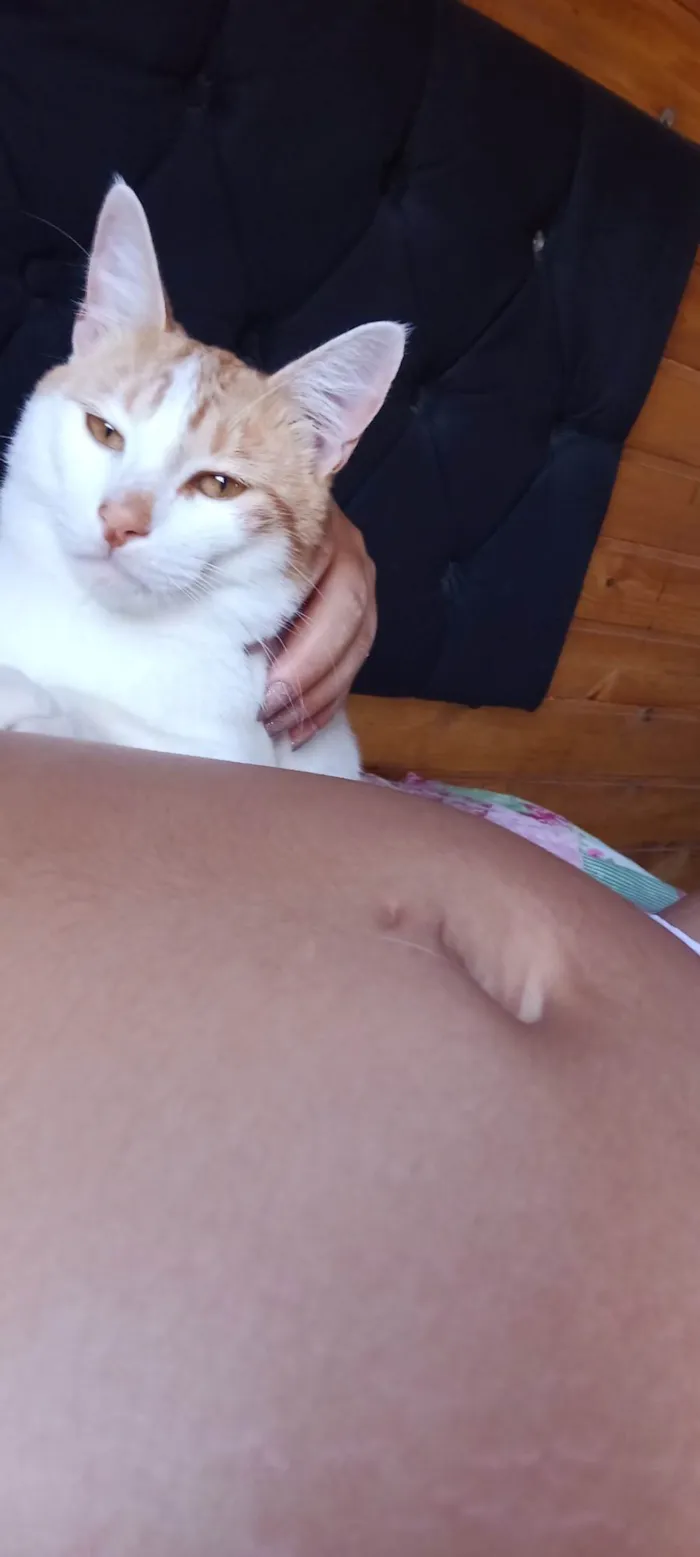 Gato ra a Bicolor idade 1 ano nome Alemão