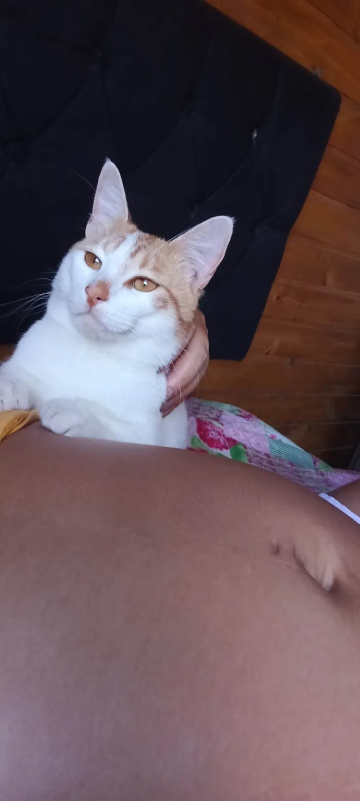 Gato ra a Bicolor idade 1 ano nome Alemão