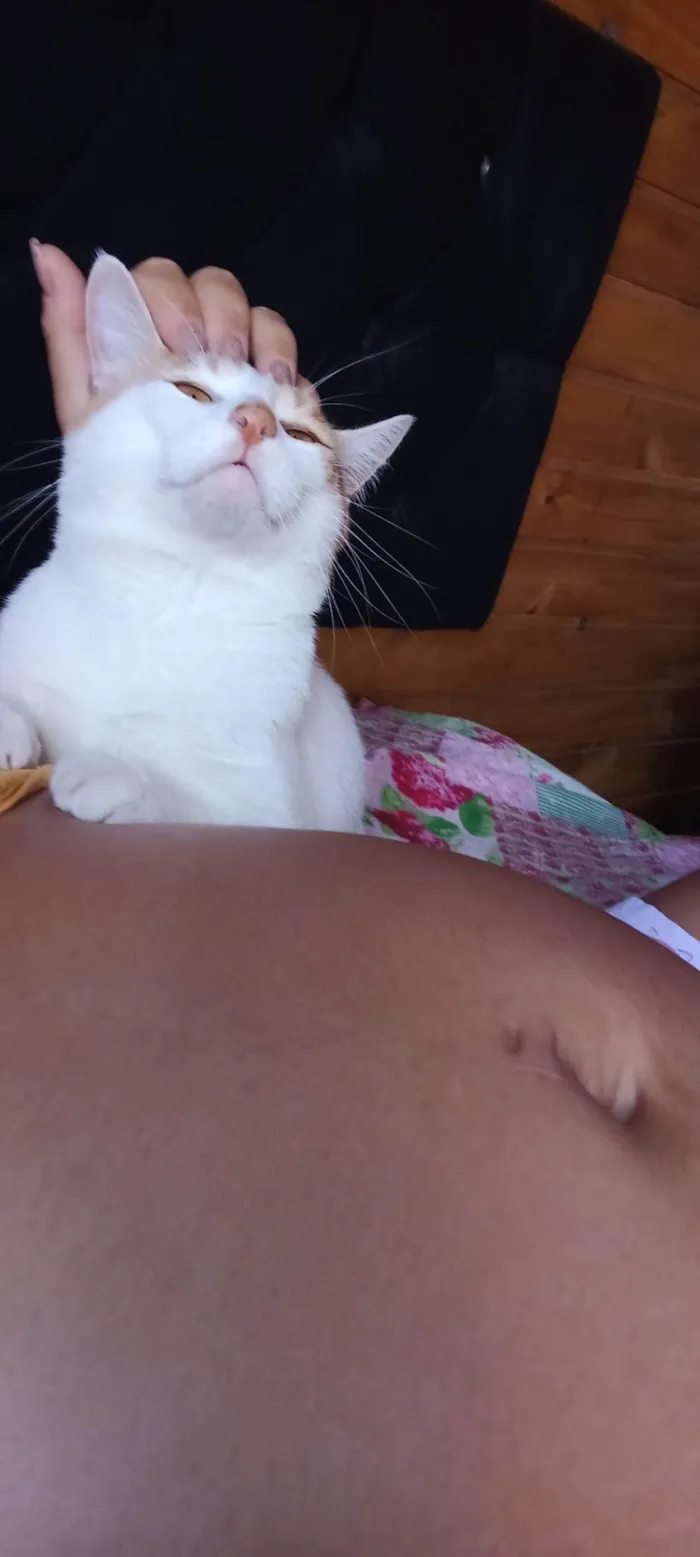 Gato ra a Bicolor idade 1 ano nome Alemão