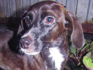 Cachorro raça Srd idade 1 ano nome Rubi (castrada e porte pequeno)