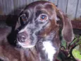 Rubi (castrada e porte pequeno)