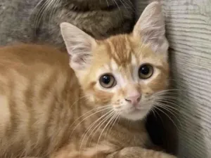 Gato raça Srd idade Abaixo de 2 meses nome Quindim&Jujuba
