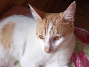 Gato raça Bicolor idade 1 ano nome Alemão