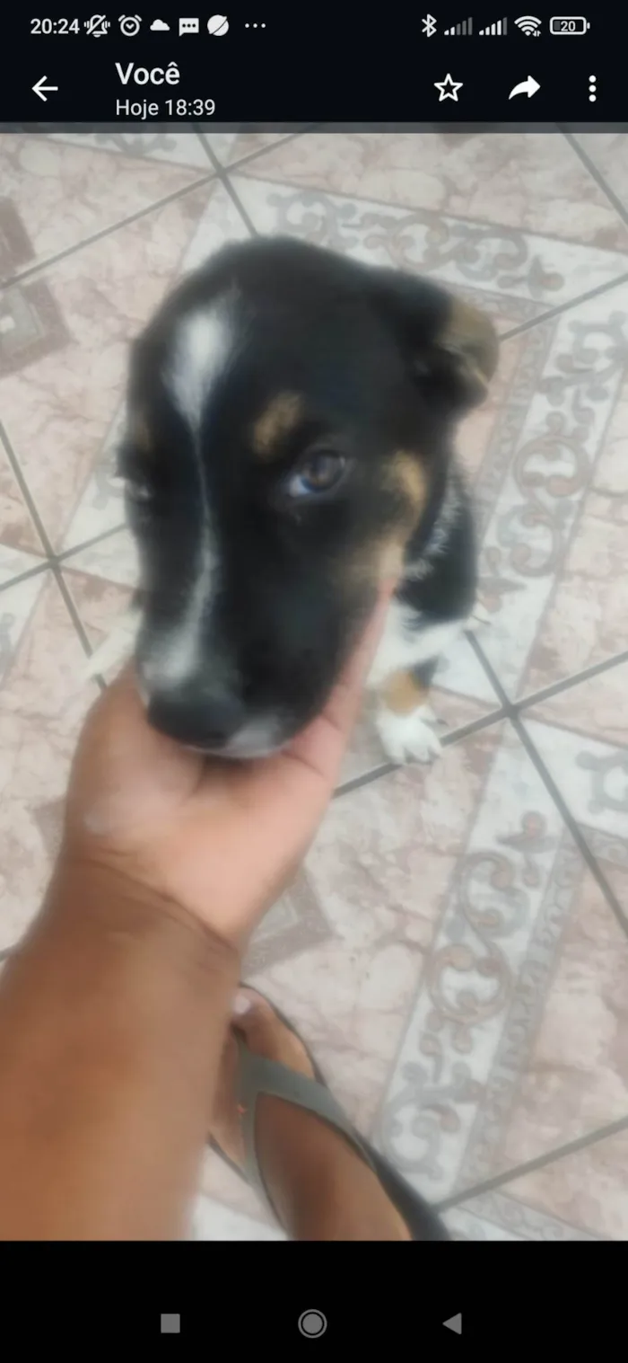 Cachorro ra a SRD-ViraLata idade 2 a 6 meses nome Bingo