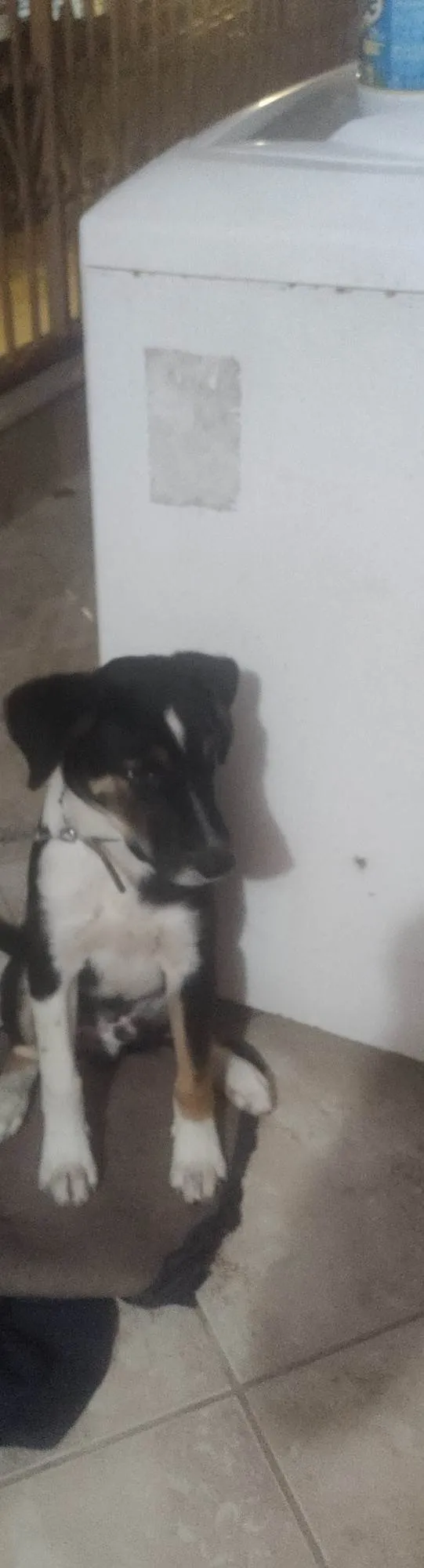 Cachorro ra a SRD-ViraLata idade 2 a 6 meses nome Bingo