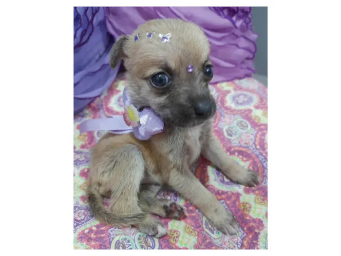 Cachorro ra a SRD-ViraLata idade Abaixo de 2 meses nome Filhotes 35 dias
