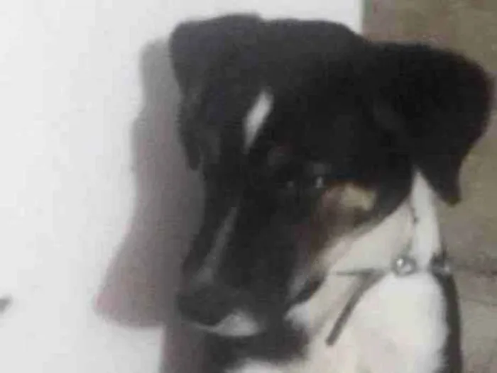 Cachorro ra a SRD-ViraLata idade 2 a 6 meses nome Bingo