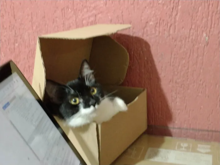 Gato ra a Sem raça idade 1 ano nome Nico e Cloe