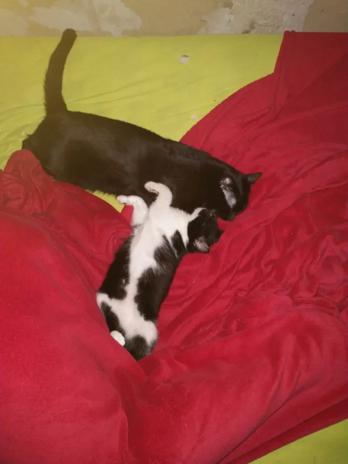 Gato ra a Sem raça idade 1 ano nome Nico e Cloe