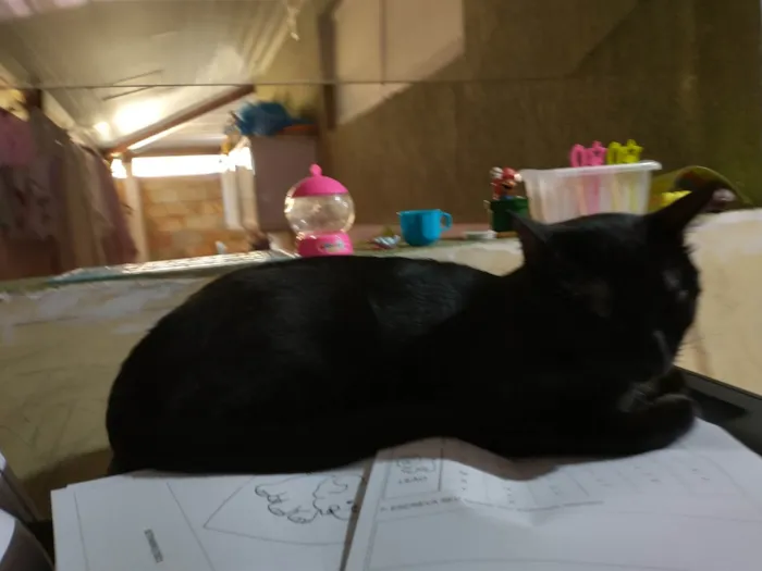 Gato ra a Sem raça idade 1 ano nome Nico e Cloe