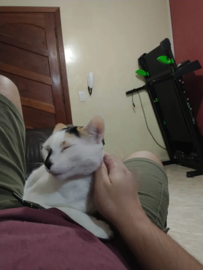 Gato ra a SRD-ViraLata idade 2 anos nome Nina