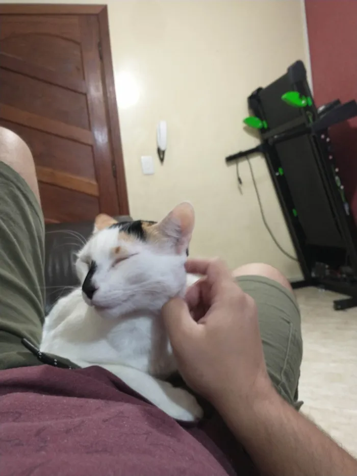 Gato ra a SRD-ViraLata idade 2 anos nome Nina