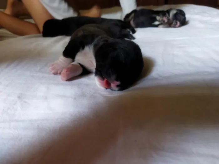 Cachorro raça Pequinês idade Abaixo de 2 meses nome Mel