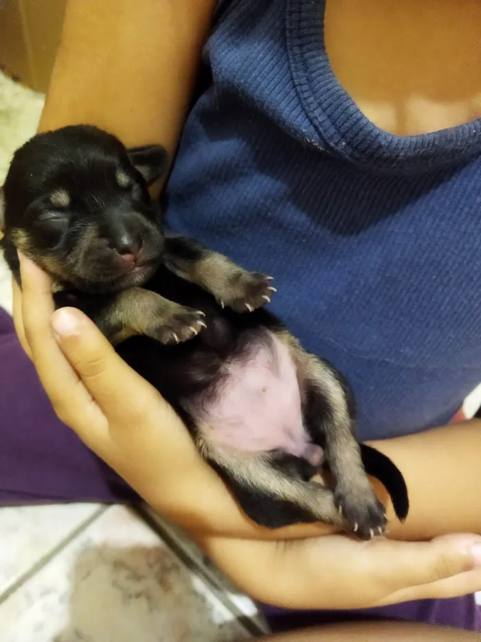 Cachorro raça Pequinês idade Abaixo de 2 meses nome Mel