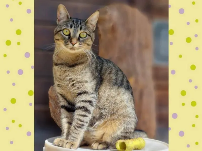 Gato ra a SRD-ViraLata idade 7 a 11 meses nome CECI