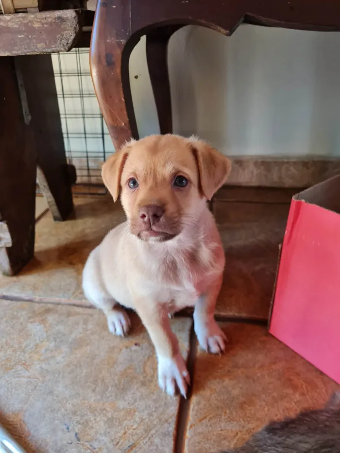 Cachorro ra a SRD-ViraLata idade Abaixo de 2 meses nome sem nome