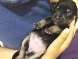 Cachorro raça Pequinês idade Abaixo de 2 meses nome Mel