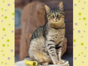 Gato raça SRD-ViraLata idade 7 a 11 meses nome CECI