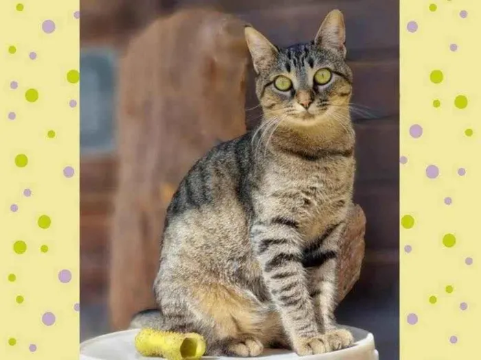 Gato ra a SRD-ViraLata idade 7 a 11 meses nome CECI