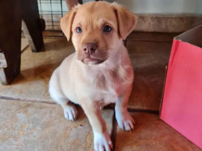 Cachorro ra a SRD-ViraLata idade Abaixo de 2 meses nome sem nome