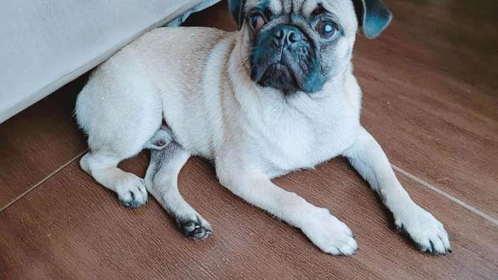 Cachorro ra a Pug idade 7 a 11 meses nome Duke