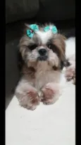 Cachorro raça Shih Tzu idade 3 anos nome Nina