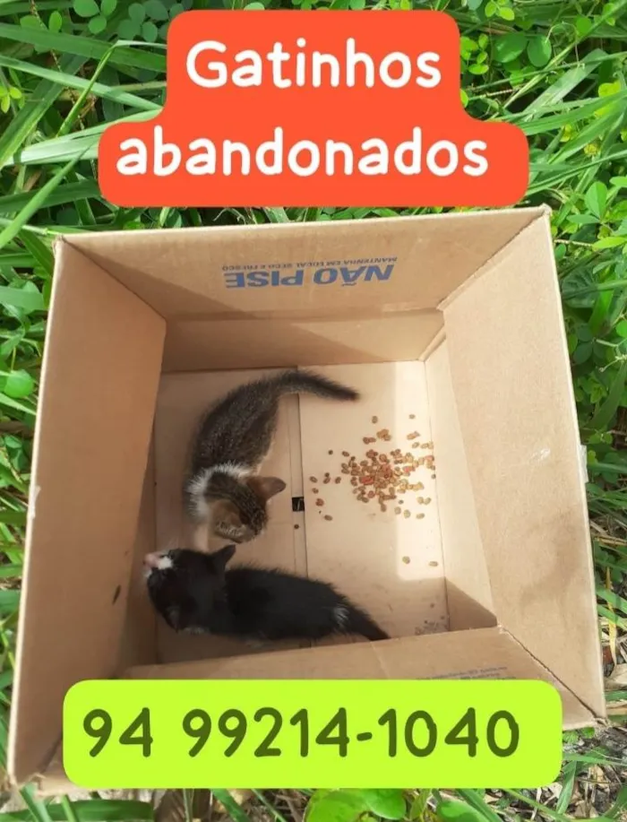 Gato raça SRD-ViraLata idade 2 a 6 meses nome Nini e frajola