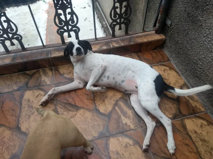 Cachorro ra a SRD-ViraLata idade 5 anos nome Pandora