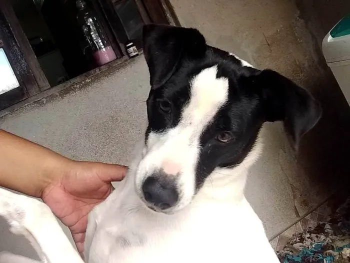 Cachorro ra a SRD-ViraLata idade 5 anos nome Pandora