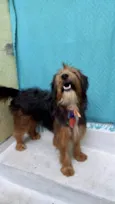 Cachorro raça SRD-ViraLata idade 2 anos nome Chico lindo bonzinho 