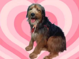 Cachorro raça SRD-ViraLata idade 2 anos nome Chico lindo bonzinho 