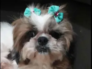 Cachorro raça Shih Tzu idade 3 anos nome Nina