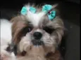 Cachorro raça Shih Tzu idade 3 anos nome Nina