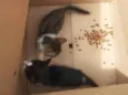 Nini e frajola