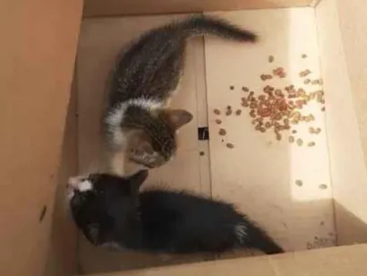 Gato raça SRD-ViraLata idade 2 a 6 meses nome Nini e frajola