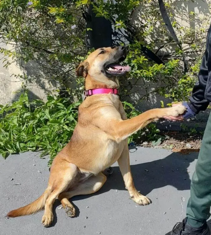 Cachorro raça  idade 1 ano nome Moana