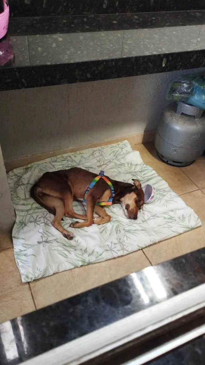 Cachorro ra a SRD-ViraLata idade 2 anos nome Mel